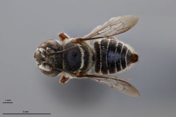 Media type: image;   Entomology 788851 Aspect: habitus dorsal view